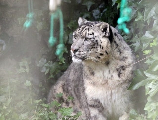 Gran felino
